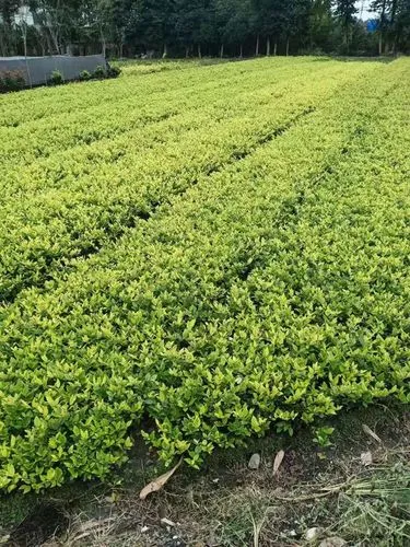 别墅山水园林景观设计